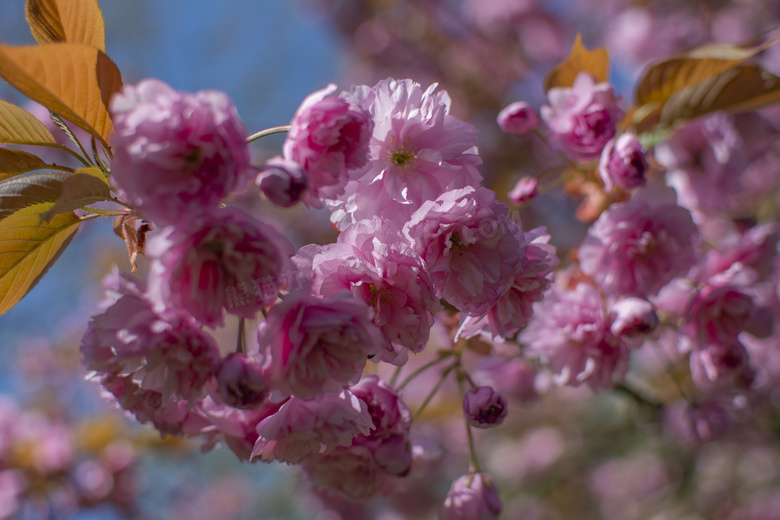 粉色樱花花朵摄影图片
