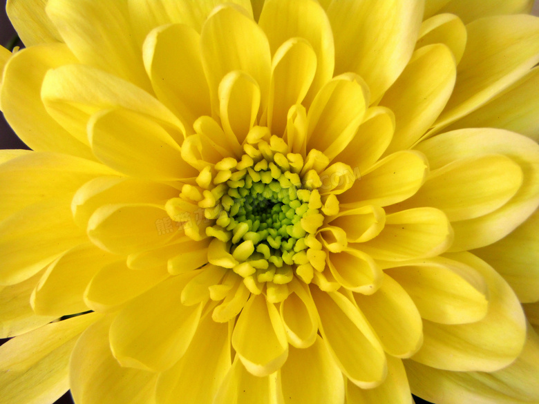 黄色菊花花蕊图片