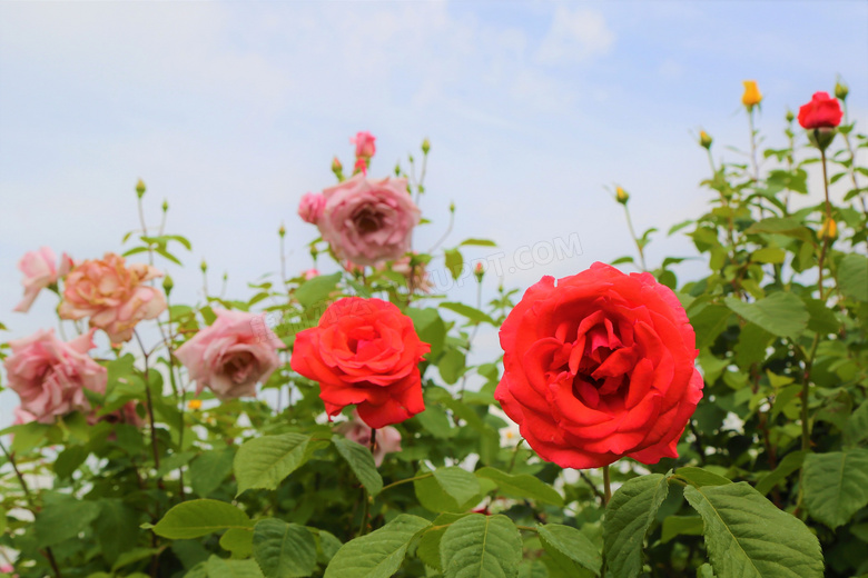 花园玫瑰花朵图片