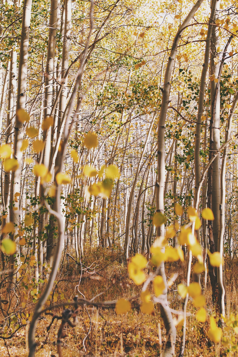 秋季树林图片欣赏