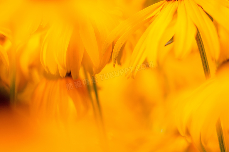 黄色菊花花朵背景图片