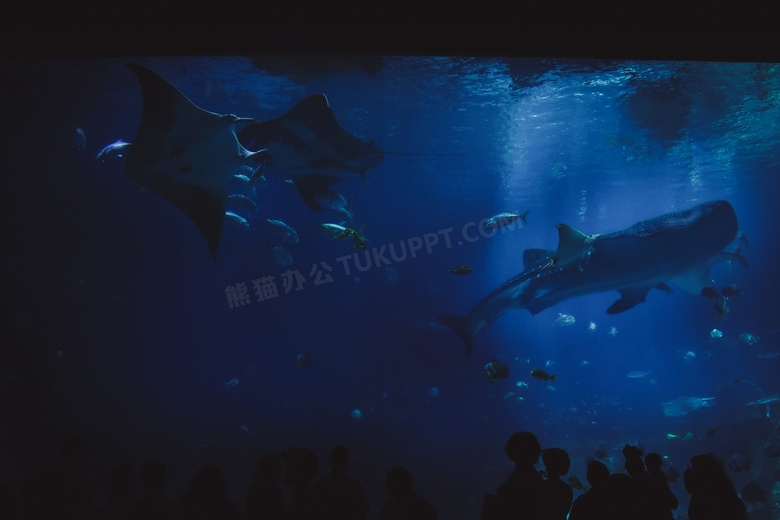 水族馆海洋生物观赏图片