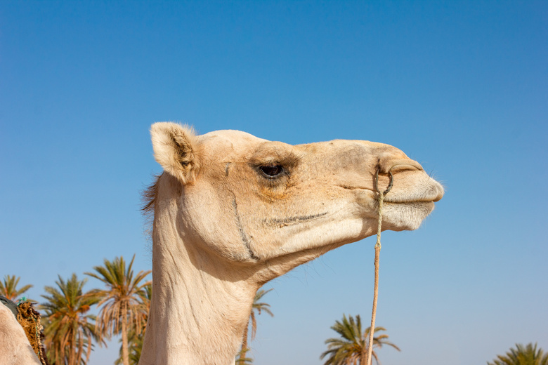 阿拉伯骆驼头部特写图片
