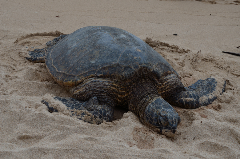 沙滩大海龟图片
