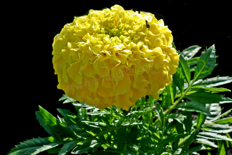 黄色万寿菊鲜花图片