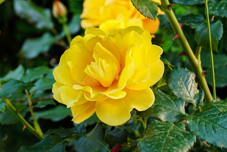 艳丽黄玫瑰花朵图片