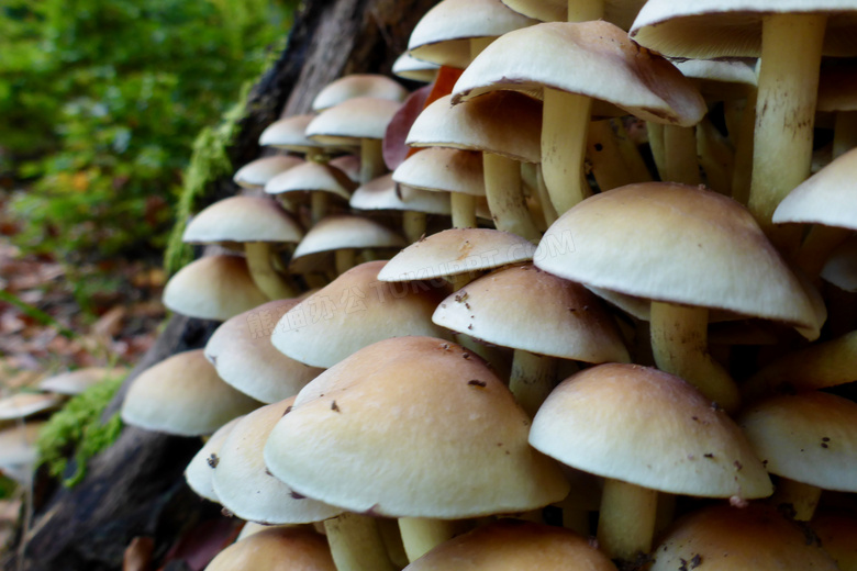 茂盛蘑菇图片