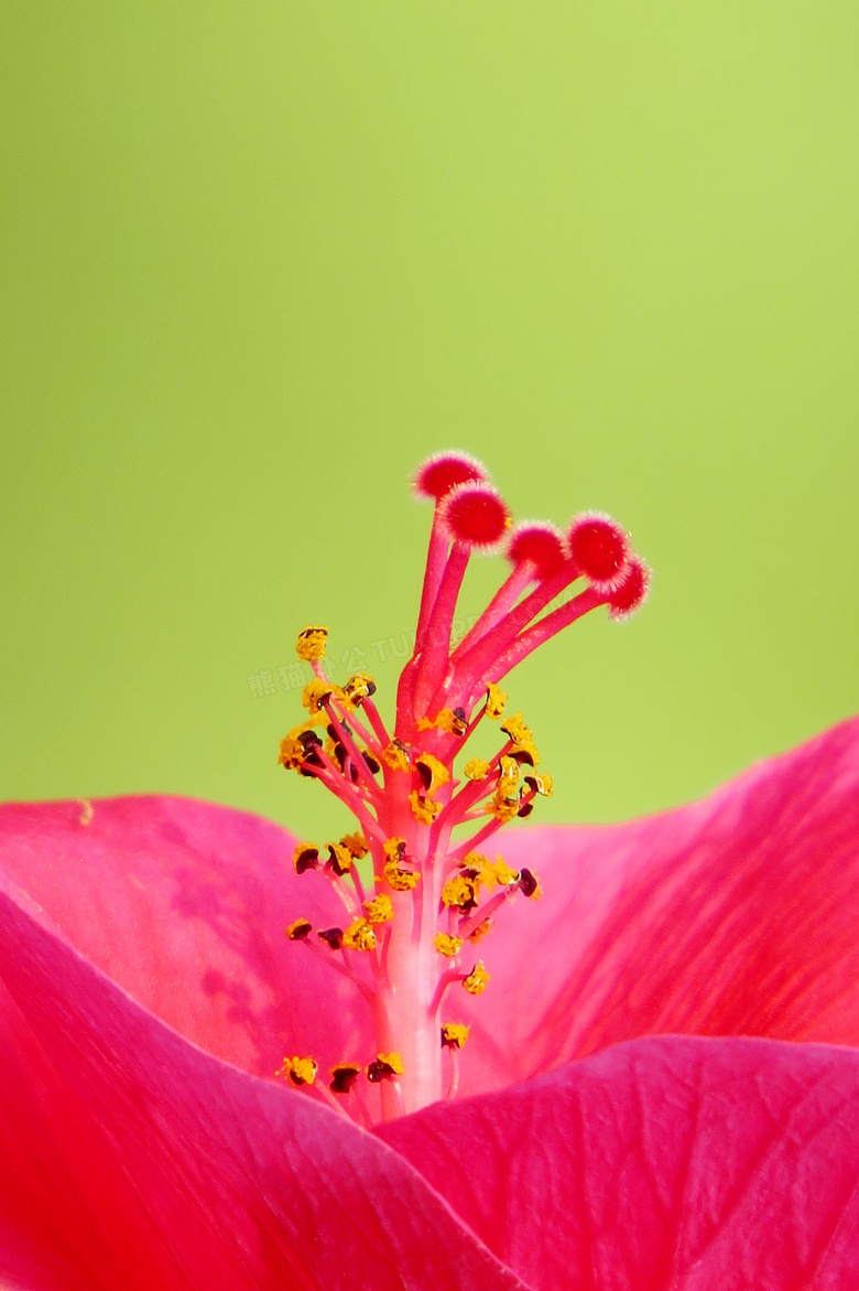 花蕊特写图片