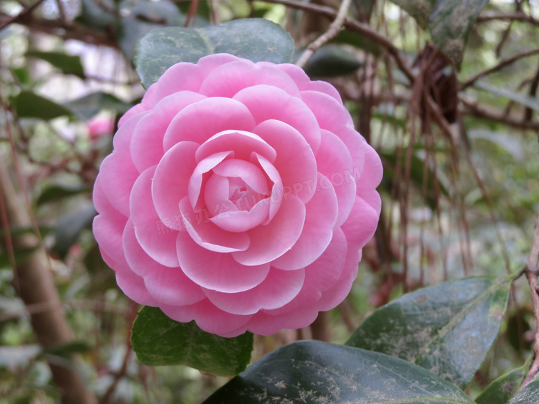 漂亮山茶花盛开图片