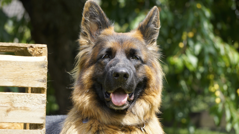 德国牧羊犬头部特写图片