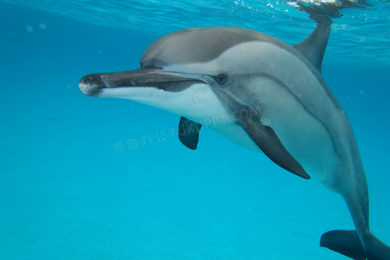 海洋海豚观赏图片