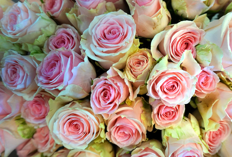 淡粉色玫瑰花束图片