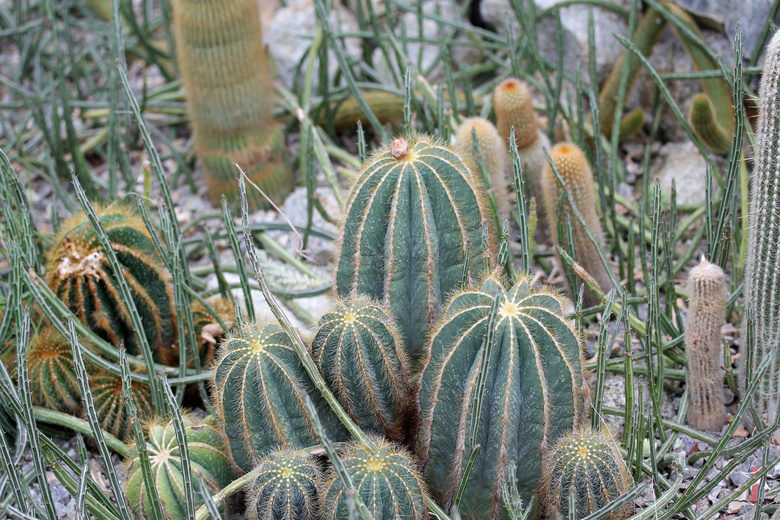 仙人球植物图片