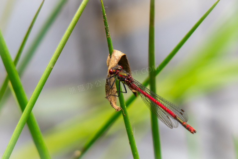 一只小红蜻蜓图片