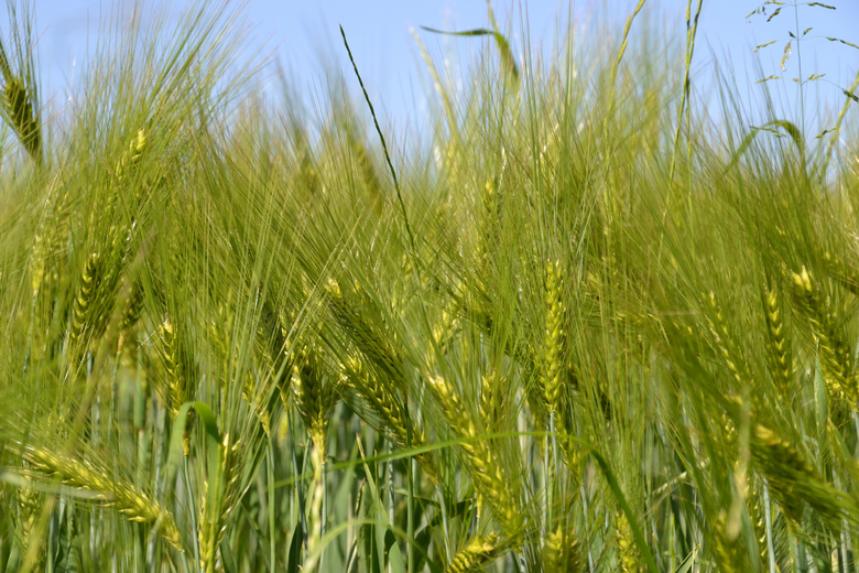 绿色小麦麦穗图片