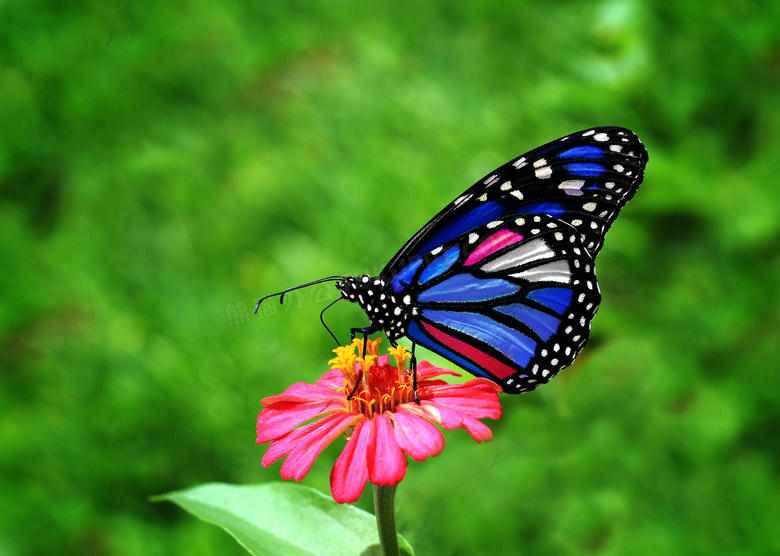 花朵上彩色蝴蝶图片