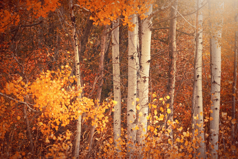 秋天树木唯美风景图片