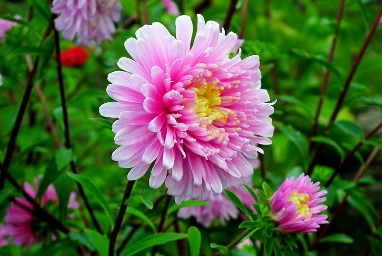 粉色翠菊花朵图片