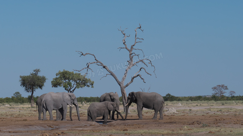 户外野生大象群图片