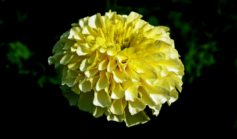 黄色万寿菊花朵特写图片