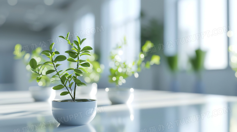 白色室内的植物装饰盆栽图片