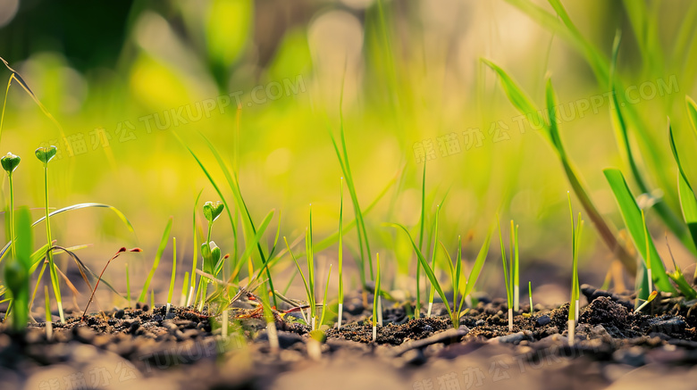 泥土上嫩绿色的小芽苗图片