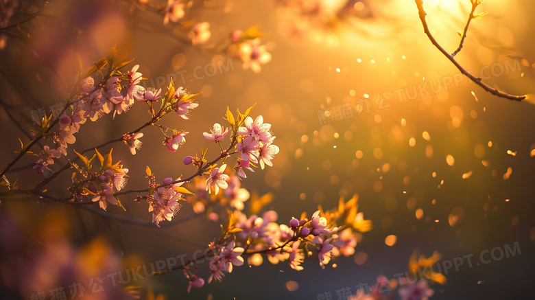 阳光里的粉色桃花图片