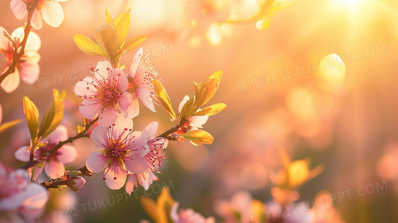 阳光里的粉色桃花图片