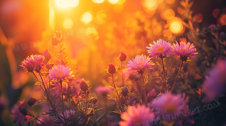 清晨阳光下的花朵图片