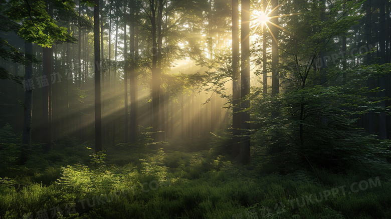 阳光洒进树林风景图片