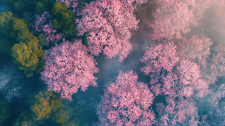 航拍春季樱花树山林图片