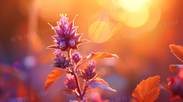 春天夕阳下的野花植物特写图片