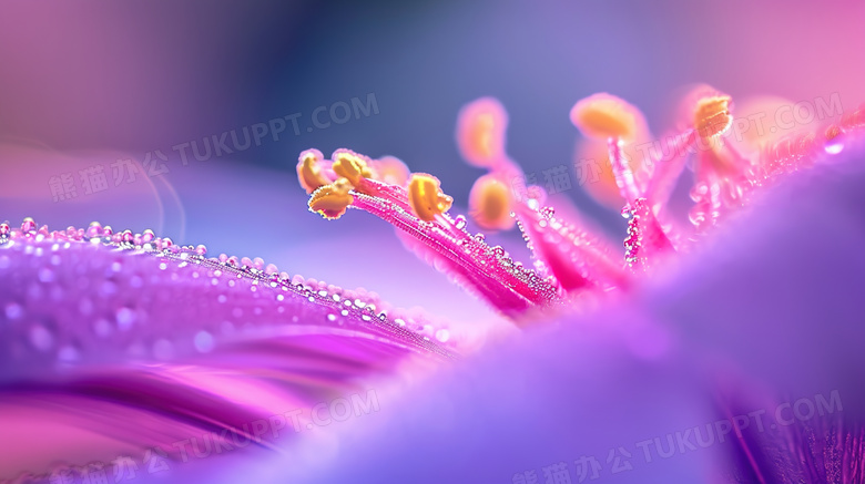 鲜花花蕊特写图片