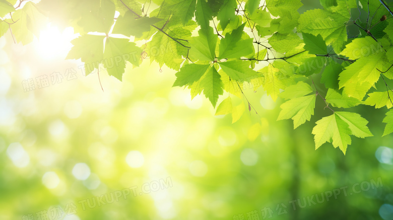 夏日森林绿叶装饰图片