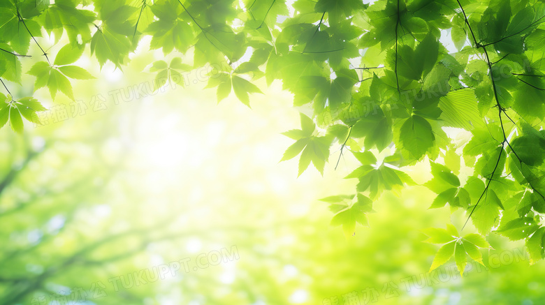 夏日森林绿叶装饰图片