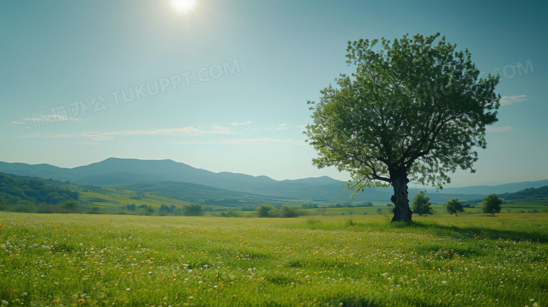 春季山野草地上的一棵大树图片