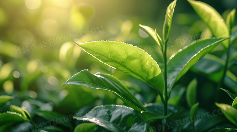 阳光下翠绿的茶园茶叶特写图片
