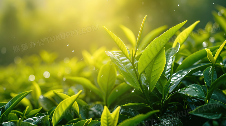 阳光下翠绿的茶园茶叶特写图片