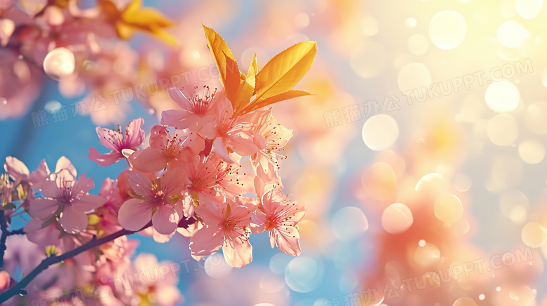 春天阳光照射下的樱花花枝图片
