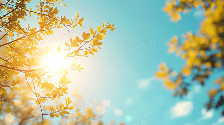春季阳光照射下的枝叶图片