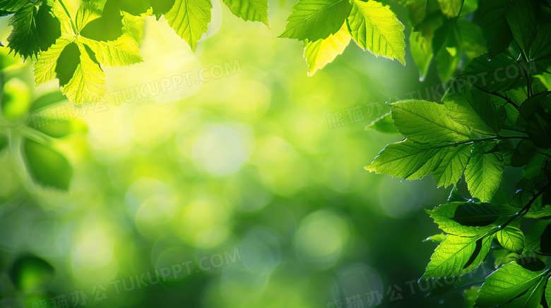 夏日森林绿叶果实装饰图片