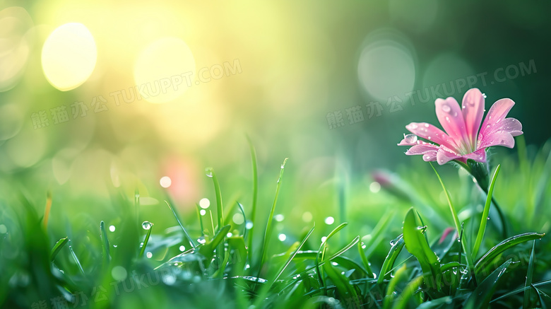 春天草地上绽放的粉色鲜花图片