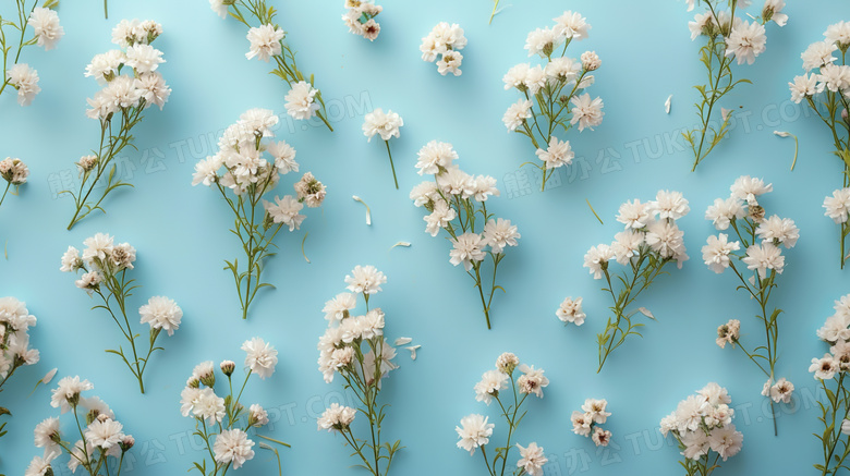 蓝色背景绽放的花朵装饰图片