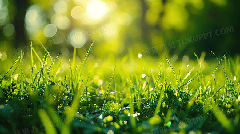 夏日阳光下的绿油油的草坪图片