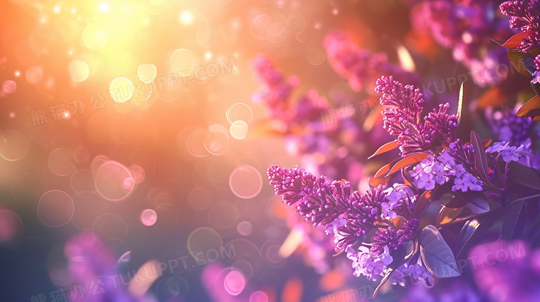 夕阳下的紫色小野花花丛图片
