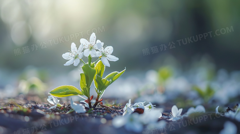 草地上盛开的白色花朵图片