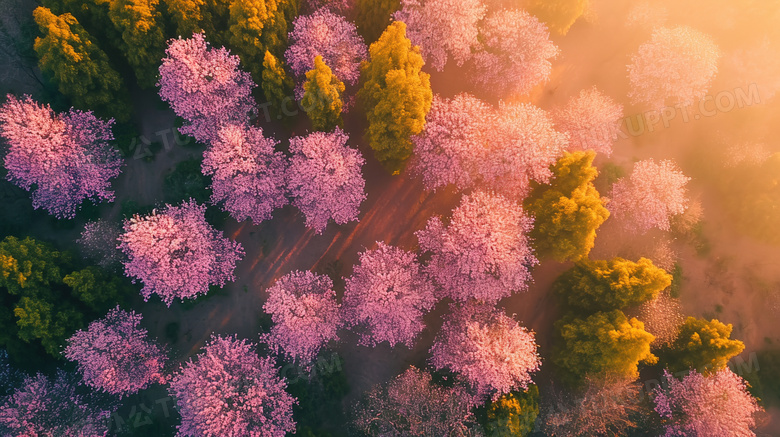 彩色春季生机风景唯美俯视图图片