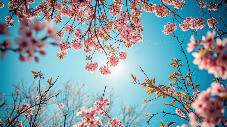 粉色春季盛开的桃花图片