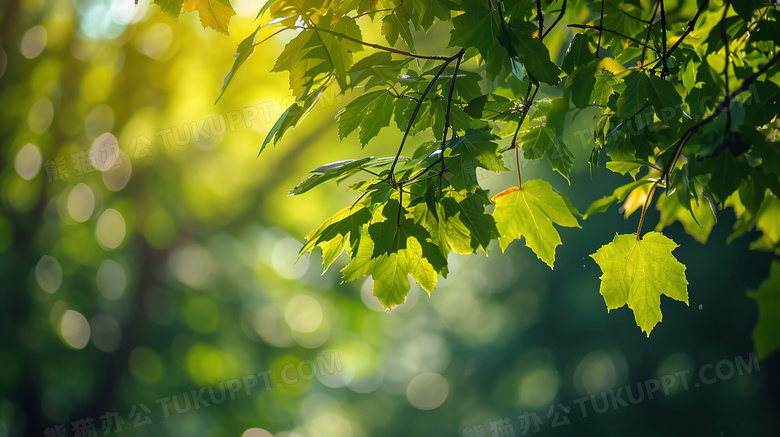 春季森林树木枝叶图片