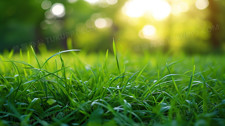 夏日阳光下的绿油油的草坪图片